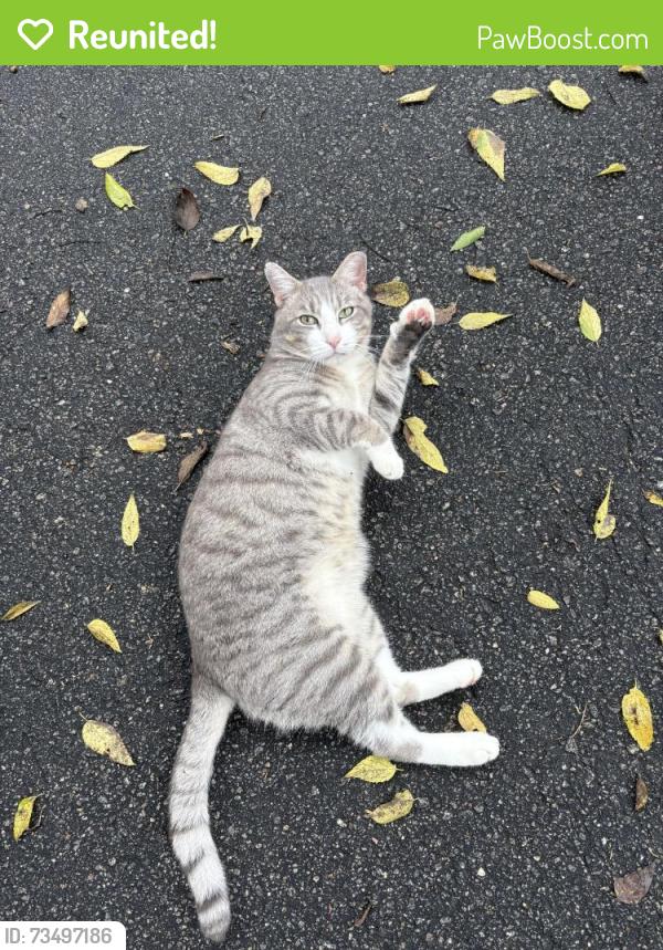 Reunited Male Cat last seen Rocky Br Trail, Raleigh, NC 27601