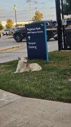 Found/Stray Unknown Dog last seen near pegasus park side parking, Dallas, TX 75247
