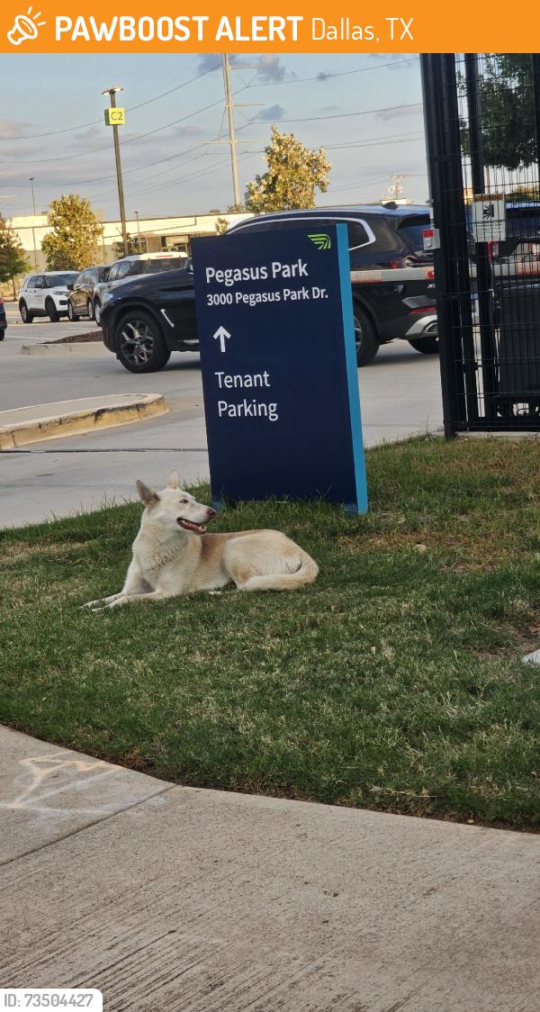 Found/Stray Unknown Dog last seen near pegasus park side parking, Dallas, TX 75247