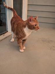 Reunited Unknown Cat last seen Corner of 14th Ave and 16th Street, Birmingham, AL 35205