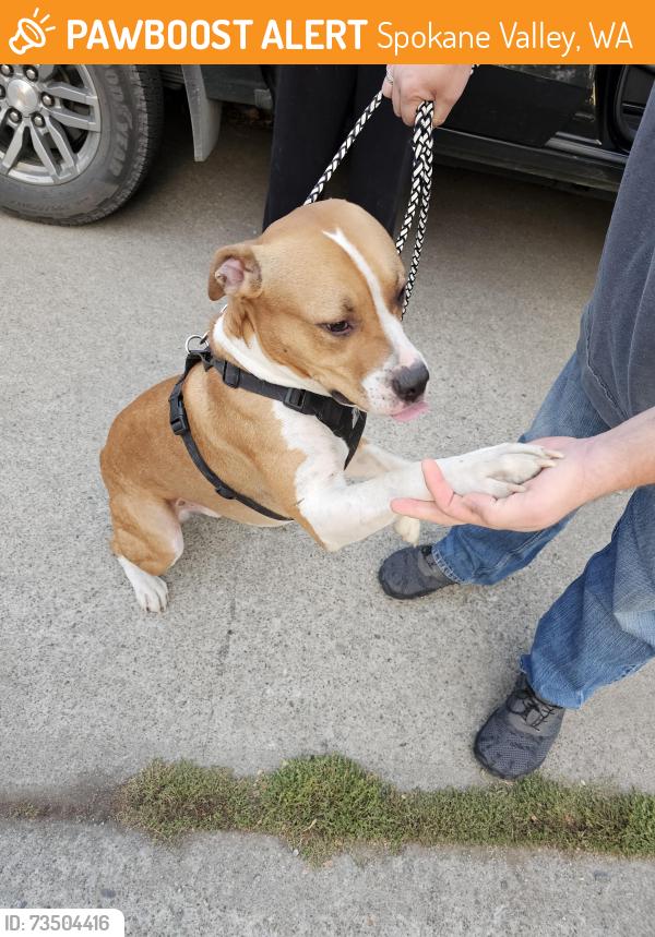 Found/Stray Male Dog last seen Park st at cataldo, Spokane Valley, WA 99212