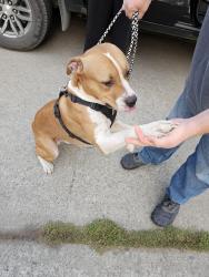 Found/Stray Male Dog last seen Park st at cataldo, Spokane Valley, WA 99212