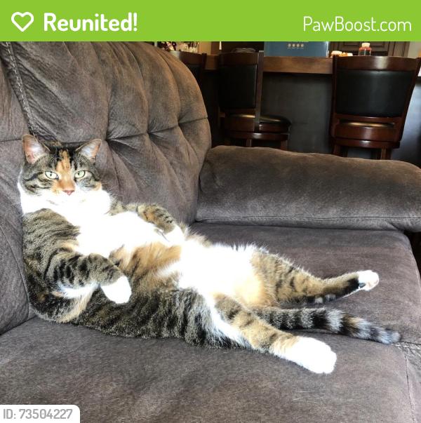 Reunited Female Cat last seen Bonnie Brae and Indian Point Road, Twin Lakes, WI 53181