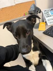 Shelter Stray Male Dog last seen , 4000 N Silverbell Rd, Tucson, AZ 85745, USA