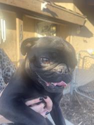 Reunited Male Dog last seen Menlo between girard and park hill, San Jacinto, CA 92583