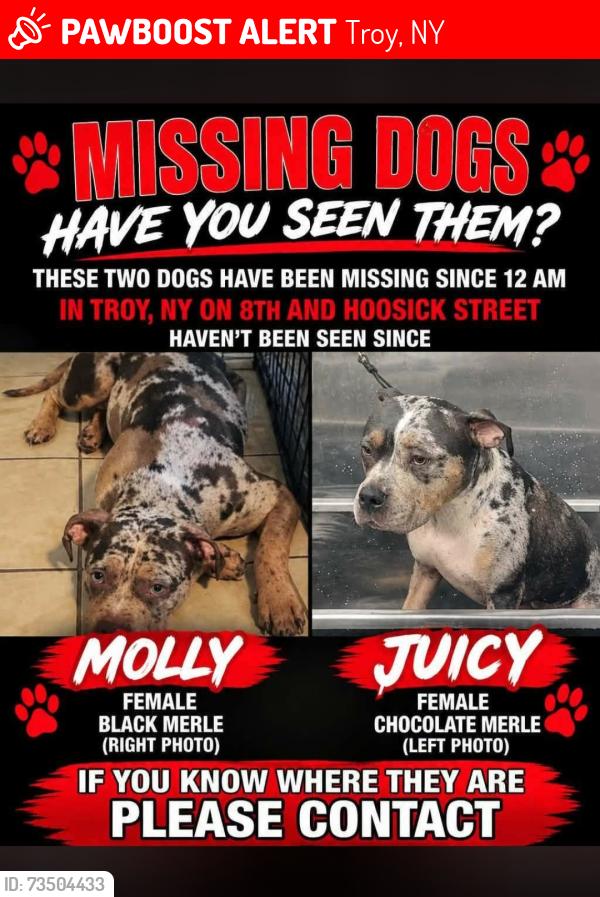 Lost Female Dog last seen 8st and hoosick, Troy, NY 12180