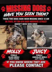 Lost Female Dog last seen 8st and hoosick, Troy, NY 12180