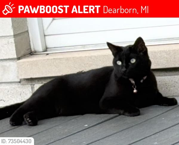 Lost Female Cat last seen around fordson drive and s melborn st, Dearborn, MI 48124