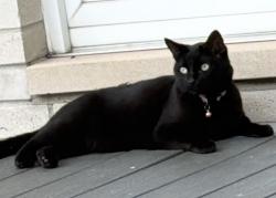 Lost Female Cat last seen around fordson drive and s melborn st, Dearborn, MI 48124