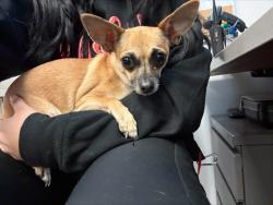Shelter Stray Female Dog last seen , 4000 N Silverbell Rd, Tucson, AZ 85745, USA