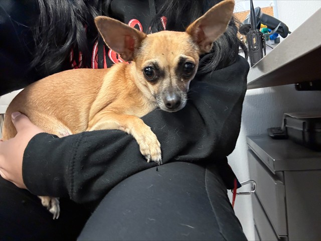Shelter Stray Female Dog last seen , 4000 N Silverbell Rd, Tucson, AZ 85745, USA