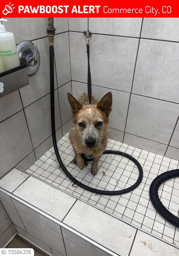 Lost Female Dog last seen Quebec st and E 81st PL, Commerce City, CO 80022