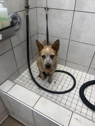 Lost Female Dog last seen Quebec st and E 81st PL, Commerce City, CO 80022