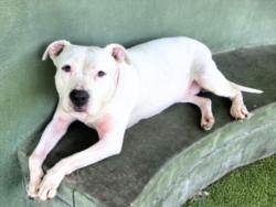 Shelter Stray Female Dog last seen , 14409 Vanowen St, Van Nuys, CA 91405, USA