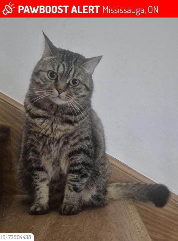 Lost Female Cat last seen Saint Edith Stein Elementary School, Mississauga, ON 