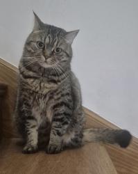 Lost Female Cat last seen Saint Edith Stein Elementary School, Mississauga, ON 