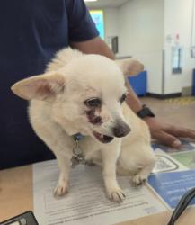 Shelter Stray Male Dog last seen , 14409 Vanowen St, Van Nuys, CA 91405, USA