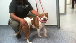 Shelter Stray Female Dog last seen CHARLOTTE, 8315 Byrum Dr, Charlotte, NC 28217, USA