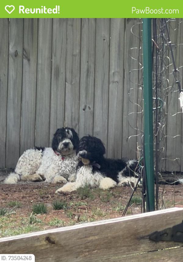 Reunited Male Dog last seen Carvers creek state park, Fayetteville, NC 28311