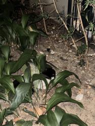 Reunited Unknown Cat last seen In the courtyard of the Jackson Hill apmts, Houston, TX 77007