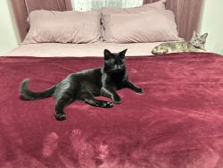 Reunited Male Cat last seen Oakley ave, Rockford, IL 61101