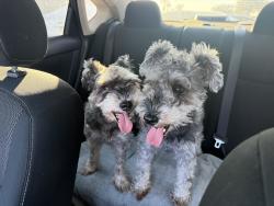 Reunited Male Dog last seen H-E-B parking lot, Pharr, TX 78577