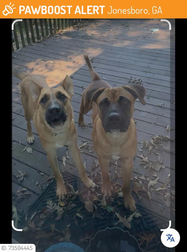 Found/Stray Male Dog last seen Lake Jodeco, Jonesboro, GA 30236