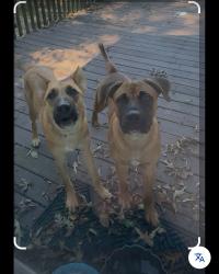 Found/Stray Male Dog last seen Lake Jodeco, Jonesboro, GA 30236