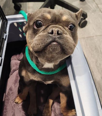 Shelter Stray Male Dog last seen Near BLOCK PICADILLY RD, AURORA CO 80019, 2080 S Quebec St, Denver, CO 80231, USA