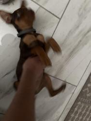 Lost Male Dog last seen 24th St and E Delgado St, Phoenix, AZ 85028