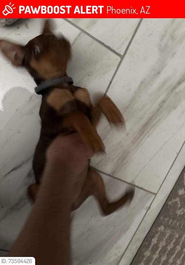 Lost Male Dog last seen 24th St and E Delgado St, Phoenix, AZ 85028