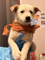 Shelter Stray Male Dog last seen S Marks Ave & W Muscat Ave, Fresno Zone Fresno CO 2 93706, CA, 1510 W Dan Ronquillo Dr, Fresno, CA 93706, USA