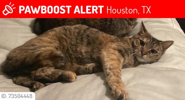 Lost Female Cat last seen Rolido Dr, Houston, TX 77063