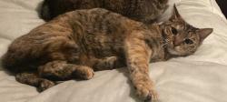Lost Female Cat last seen Rolido Dr, Houston, TX 77063