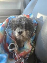 Shelter Stray Female Dog last seen Near sims dr, Cedar Hill, TX, 1150 E Pleasant Run Rd, Cedar Hill, TX 75104, USA