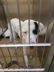 Shelter Stray Male Dog last seen Near e parkerville rd, Cedar Hill, TX, 1150 E Pleasant Run Rd, Cedar Hill, TX 75104, USA