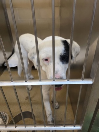 Shelter Stray Male Dog last seen Near e parkerville rd, Cedar Hill, TX, 1150 E Pleasant Run Rd, Cedar Hill, TX 75104, USA