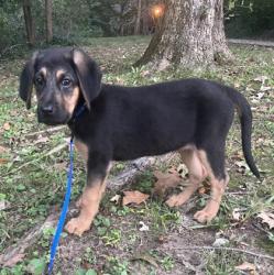 Shelter Stray Female Dog last seen Near Chamblee Tucker Rd Atlanta GA 30341, 30341, GA, 3280 Chamblee Dunwoody Rd, Chamblee, GA 30341, USA