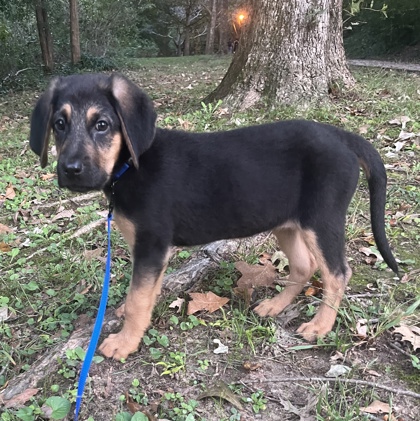 Shelter Stray Female Dog last seen Near Chamblee Tucker Rd Atlanta GA 30341, 30341, GA, 3280 Chamblee Dunwoody Rd, Chamblee, GA 30341, USA