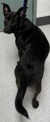 Shelter Stray Male Dog last seen High and International, Oakland, CA, 1101 29th Ave, Oakland, CA 94601, USA