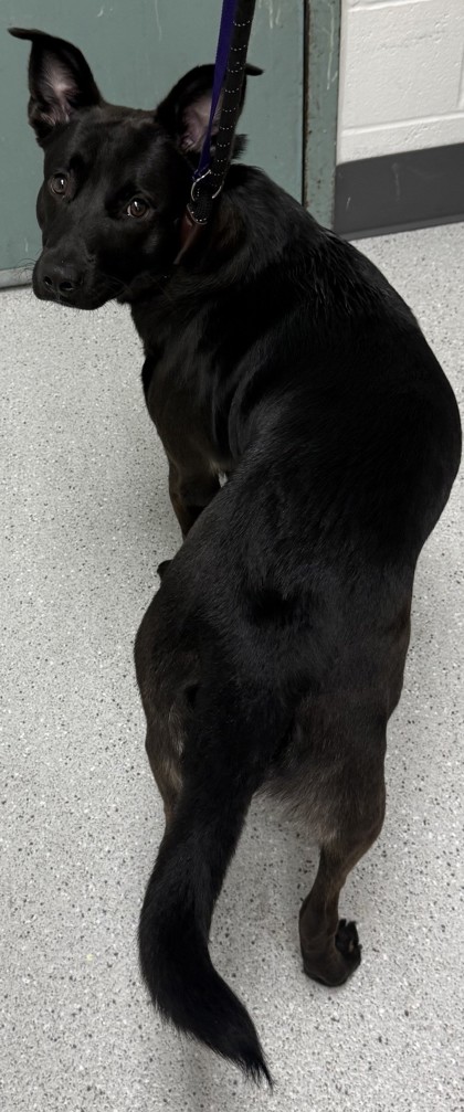 Shelter Stray Male Dog last seen High and International, Oakland, CA, 1101 29th Ave, Oakland, CA 94601, USA