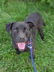 Shelter Stray Female Dog last seen W 65 & Denison, 2nd District, OH, 9203 Detroit Ave, Cleveland, OH 44102, USA