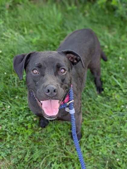 Shelter Stray Female Dog last seen W 65 & Denison, 2nd District, OH, 9203 Detroit Ave, Cleveland, OH 44102, USA