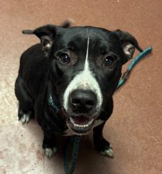 Shelter Stray Male Dog last seen 85th, OAKLAND, CA, 94621, 8323 Baldwin St, Oakland, CA 94621, USA