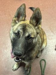 Shelter Stray Male Dog last seen Near Farnsworth Street, SAN LEANDRO, CA, 94579, 8323 Baldwin St, Oakland, CA 94621, USA