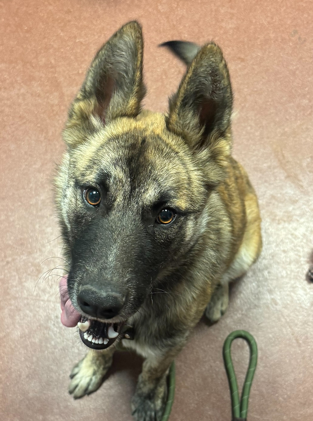 Shelter Stray Male Dog last seen Near Farnsworth Street, SAN LEANDRO, CA, 94579, 8323 Baldwin St, Oakland, CA 94621, USA