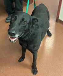 Shelter Stray Male Dog last seen Near Broadmoor Boulevard, SAN LEANDRO, CA, 94577, 8323 Baldwin St, Oakland, CA 94621, USA