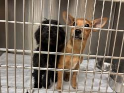 Shelter Stray Male Dog last seen S Pleasant Valley Rd & Willow Hill Dr, AUSTIN, TX, 78741, 7201 Levander Loop bldg a, Austin, TX 78702, USA