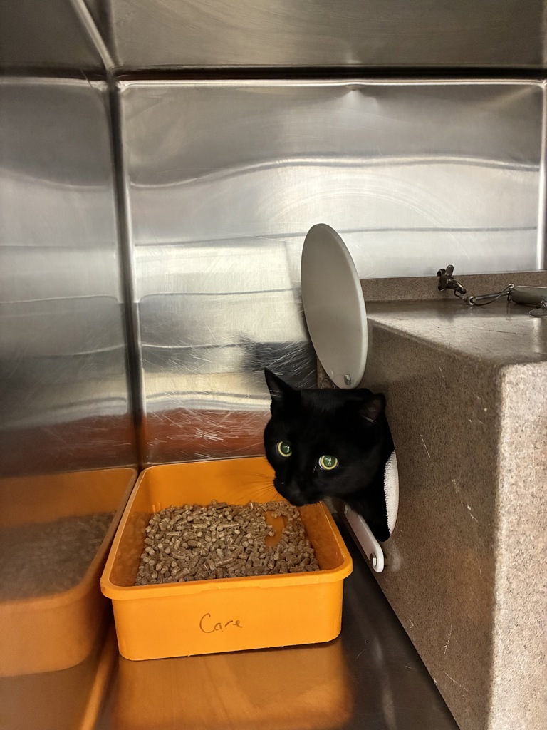 Shelter Stray Male Cat last seen Near E 5300 S, MURRAY CITY, UT, 84107, 511 W 3900 S, Salt Lake City, UT 84123, USA