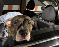 Shelter Stray Female Dog last seen E 112 Street, NEW YORK, NY, 10026, 326 E 110th St, New York, NY 10029, USA